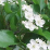 Crataegus viridis 'Winter King'.png